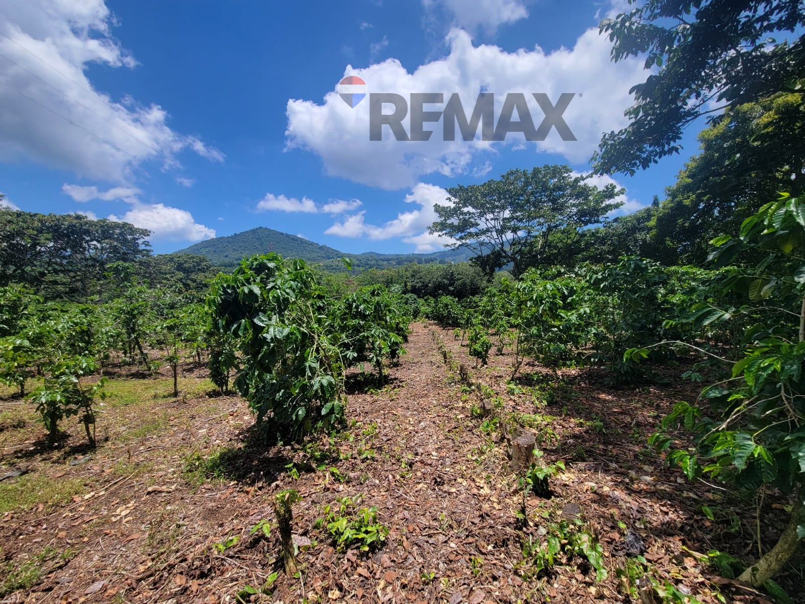 APANECA | LOT FOR SALE